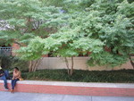 Cook Library Art Gallery, Trees in front of Gallery Window