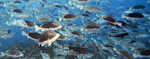 Nassau Grouper Spawning Aggregation by Nancy J. Brown-Peterson