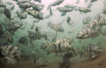 Sheepshead Spawning Aggregation by Nancy J. Brown-Peterson
