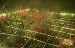 Shoal Grass Restoration by Nancy J. Brown-Peterson