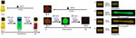 Sensing Network Rearrangements By Photochromic Crosslinkers by Urban Research Group